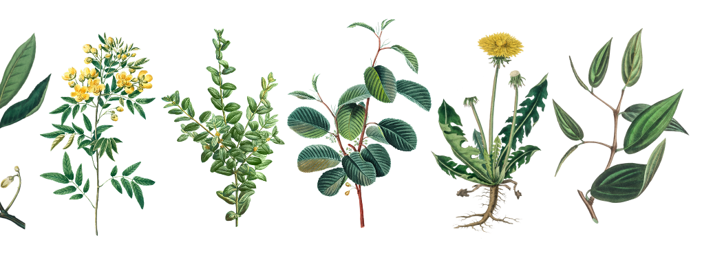 Botanical illustrations