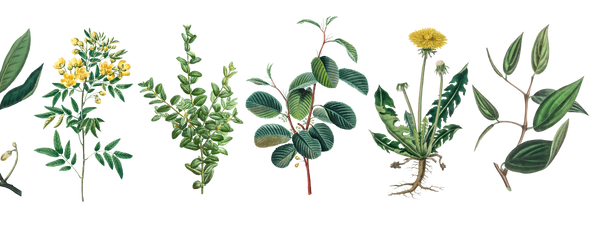 Botanical illustrations