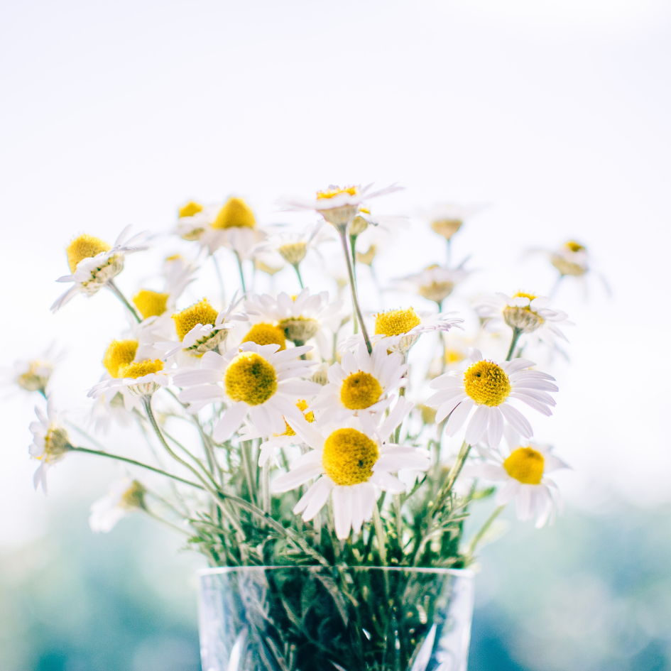 Herbs For Endometriosis!