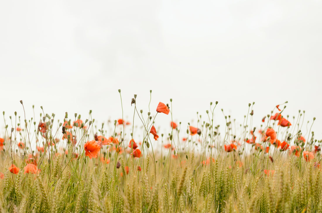 Hidden Hormone Disruptors / What is Interfering With Your Hormone Health?