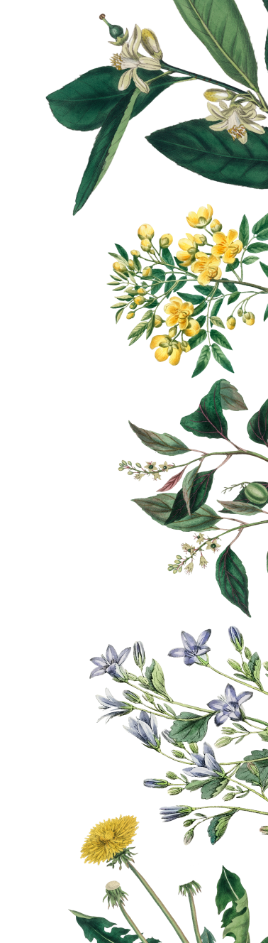 Decorative botanical elements